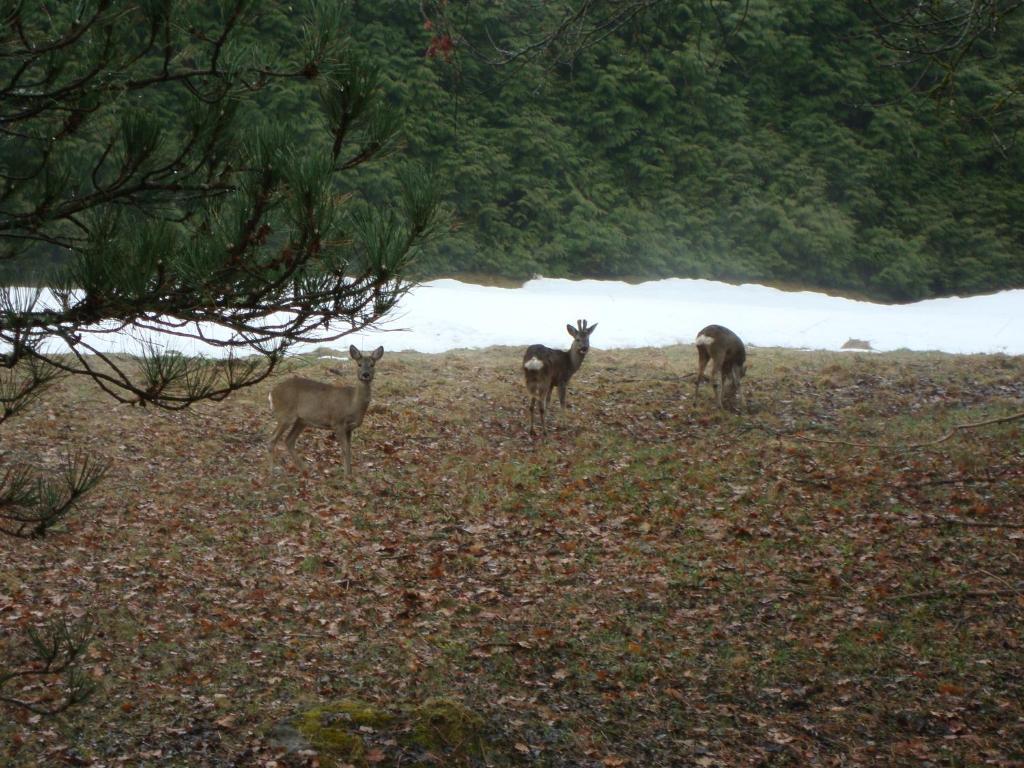 Le Caribou Villa Saint-Gervais-les-Bains Luaran gambar